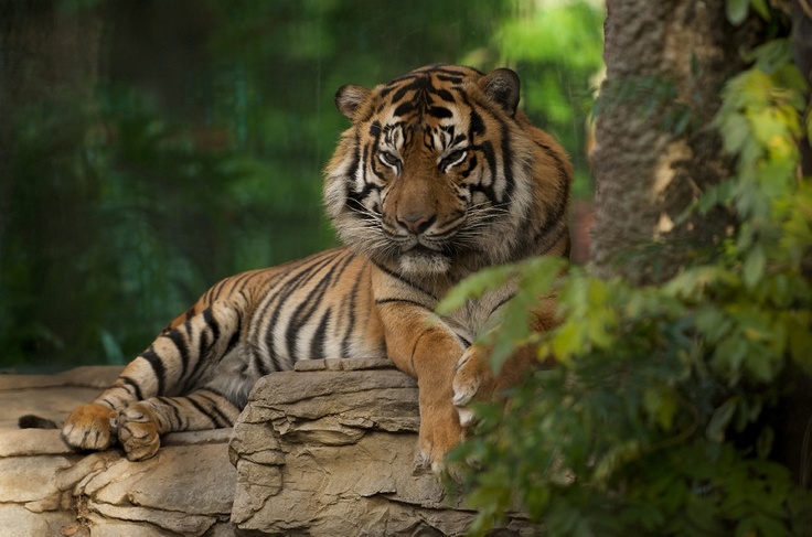 Kerala Wildlife Safari